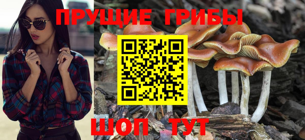 Галлюциногенные грибы прущие грибы  Вход с VPN  Россия 